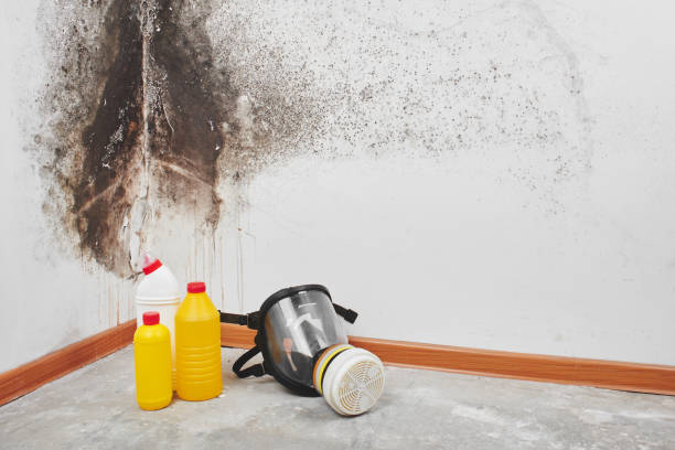 Best Attic Mold Removal  in Belmond, IA