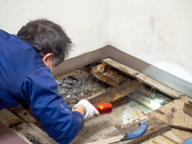 Best Certified Mold Removal  in Belmond, IA