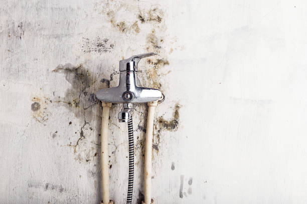 Best Mold Removal Near Me  in Belmond, IA