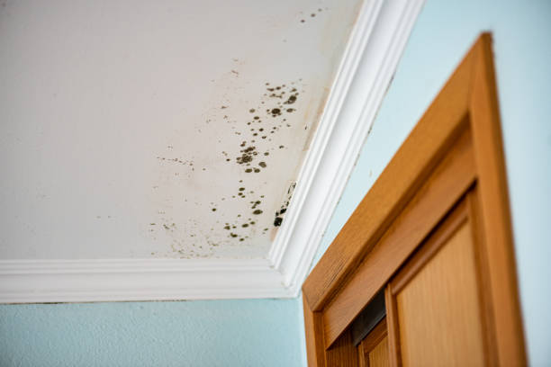 Best Black Mold Removal  in Belmond, IA