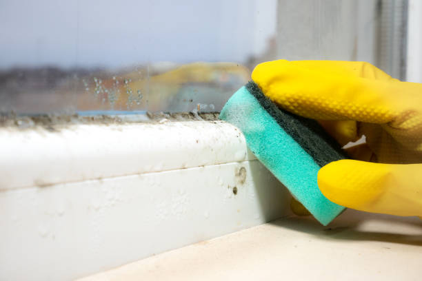 Best Mold Testing  in Belmond, IA