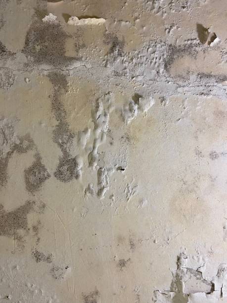Best Toxic Mold Removal  in Belmond, IA