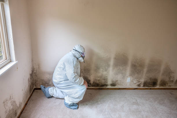 Best Local Mold Removal Service  in Belmond, IA