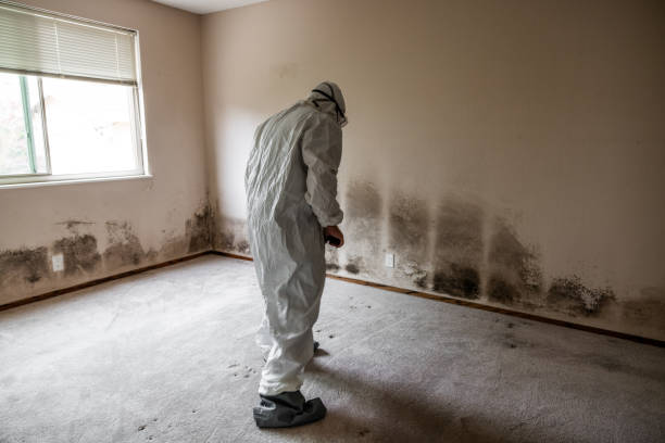 Best Crawl Space Mold Removal  in Belmond, IA