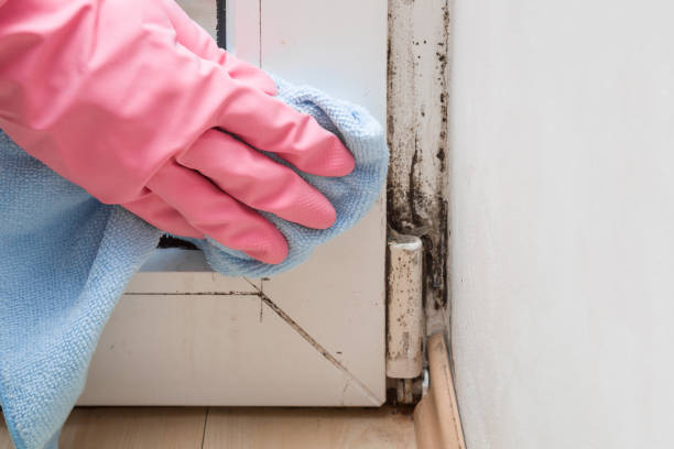 Best Commercial Mold Removal  in Belmond, IA